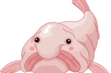 Blobfish, une créature marine vraiment curieuse