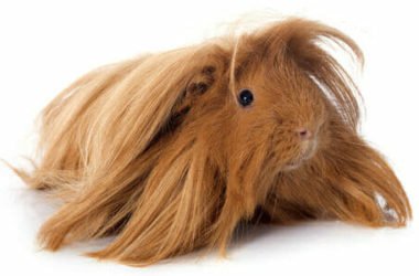 Cochon d'Inde péruvien : apparence et soin de ce rongeur à poil long