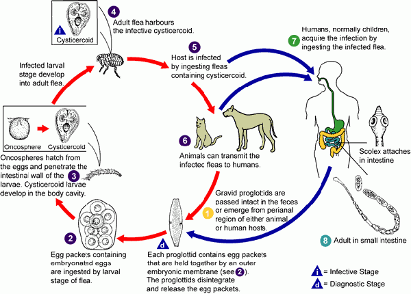 Infographie de chien de ténia