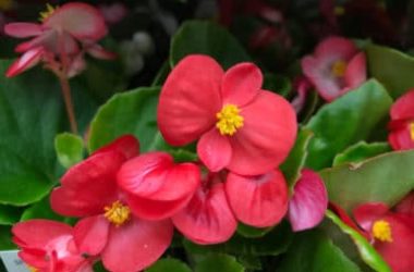 Bégonia : tous les secrets de cette plante aux belles fleurs colorées