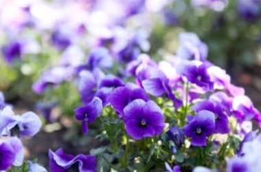 Fleurs violettes - Idéales pour toutes les occasions