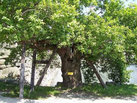 Arbre d'Hiroshima 2