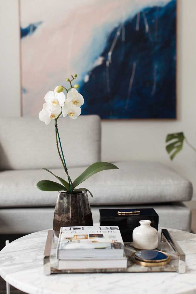 Ici, le phalaenopsis blanc repose sur la table basse