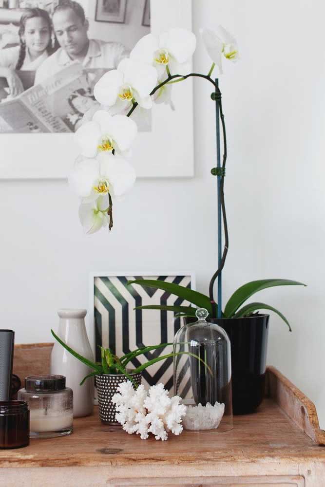 Phalaenopsis blanc dans ce coin particulier de la maison
