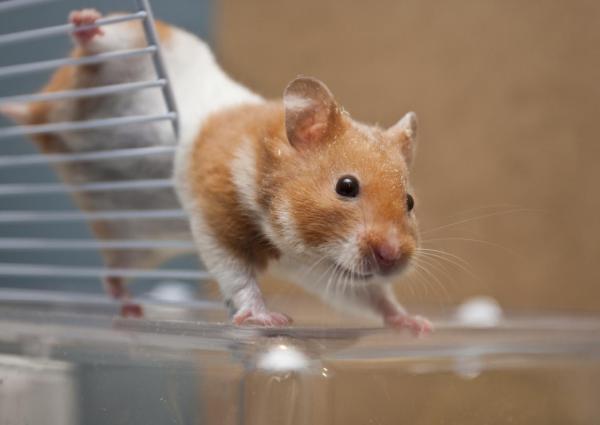 Comment savoir si mon hamster a des puces - Étape 3