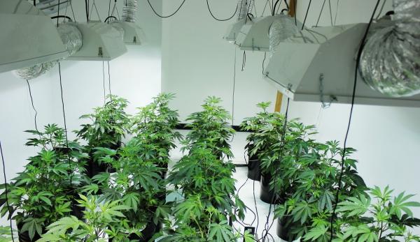 Comment faire pousser du cannabis hydroponique - Étape 2