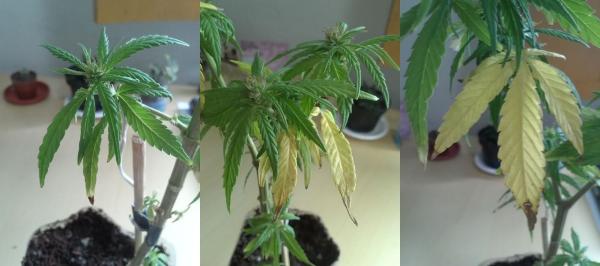 Comment faire pousser du cannabis hydroponique - Étape 9