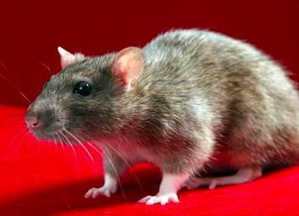 Comment faire une cage pour hamster - Les réservoirs ne sont pas une bonne idée