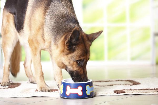 Comment nourrir un chien souffrant de malnutrition - Étape 3