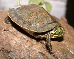 Comment connaître l'âge de votre tortue - Étape 6