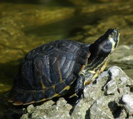 Comment connaître l'âge de la tortue - Étape 5