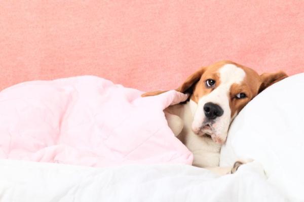 Que peut manger un chien atteint de parvovirus - ne pas manger tant que les vomissements persistent 