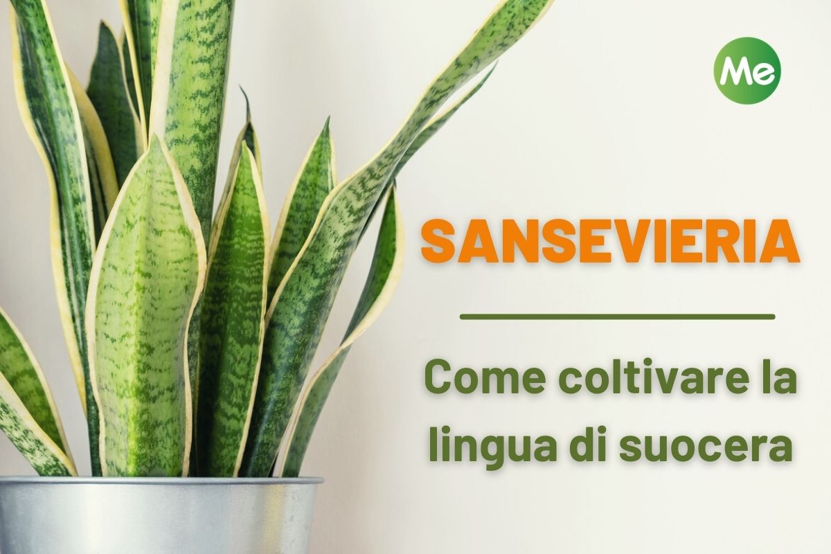 Sansevieria Une Plante Serpent Qui Purifie Lair Est Très Facile à Cultiver Maisonautop 