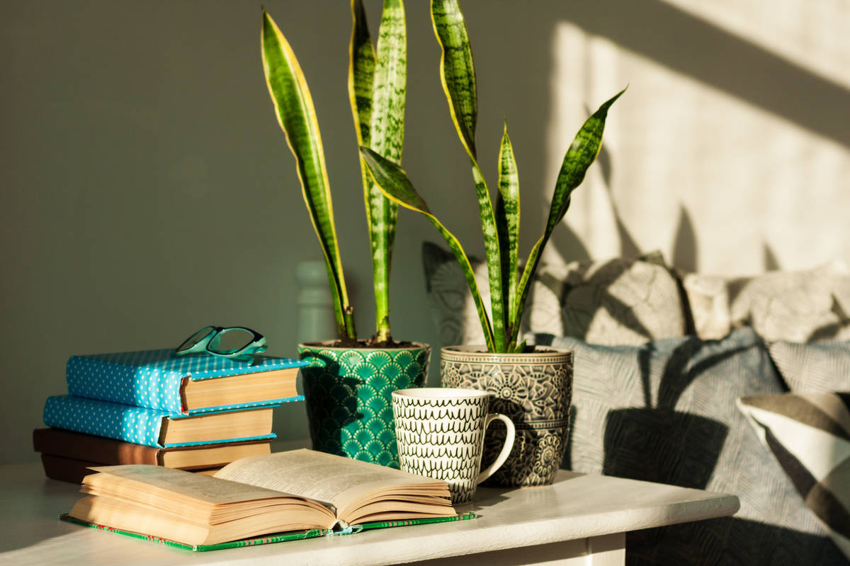 Sansevieria Une Plante Serpent Qui Purifie Lair Est Très Facile à Cultiver Maisonautop 