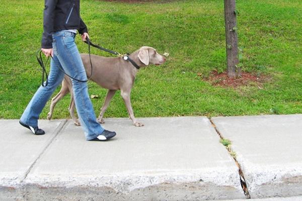 Comment Faire En Sorte Quun Chien Arr Te De Tirer En Laisse